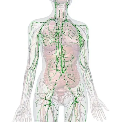 Got Liposuction? Let’s Talk About Why Post-Op Lymphatic Massage is Your New BFF!