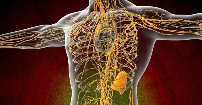 El sistema linfático del cuerpo