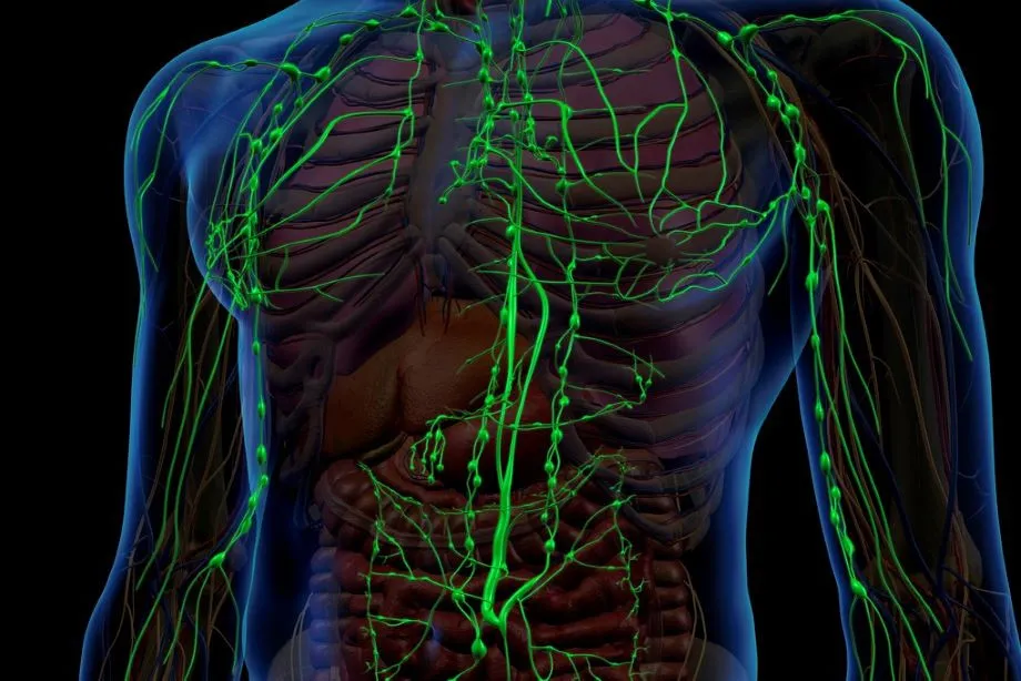 The human lymphatic system – lymph nodes and lymphatic vessels that keep the body’s fluid balance